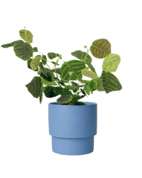 Swallow Tail, Butterfly Plant (Green) paired with plinth pot - large/blue