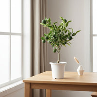 Citrus Hanayu - Yuzu (Japan) - Potted plant - POTT - YUZU - GRW - 7428 - Tumbleweed Plants - Online Plant Delivery Singapore