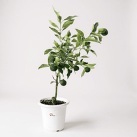 Citrus Hanayu - Yuzu (Japan) - Potted plant - POTT - YUZU - GRW - 7428 - Tumbleweed Plants - Online Plant Delivery Singapore