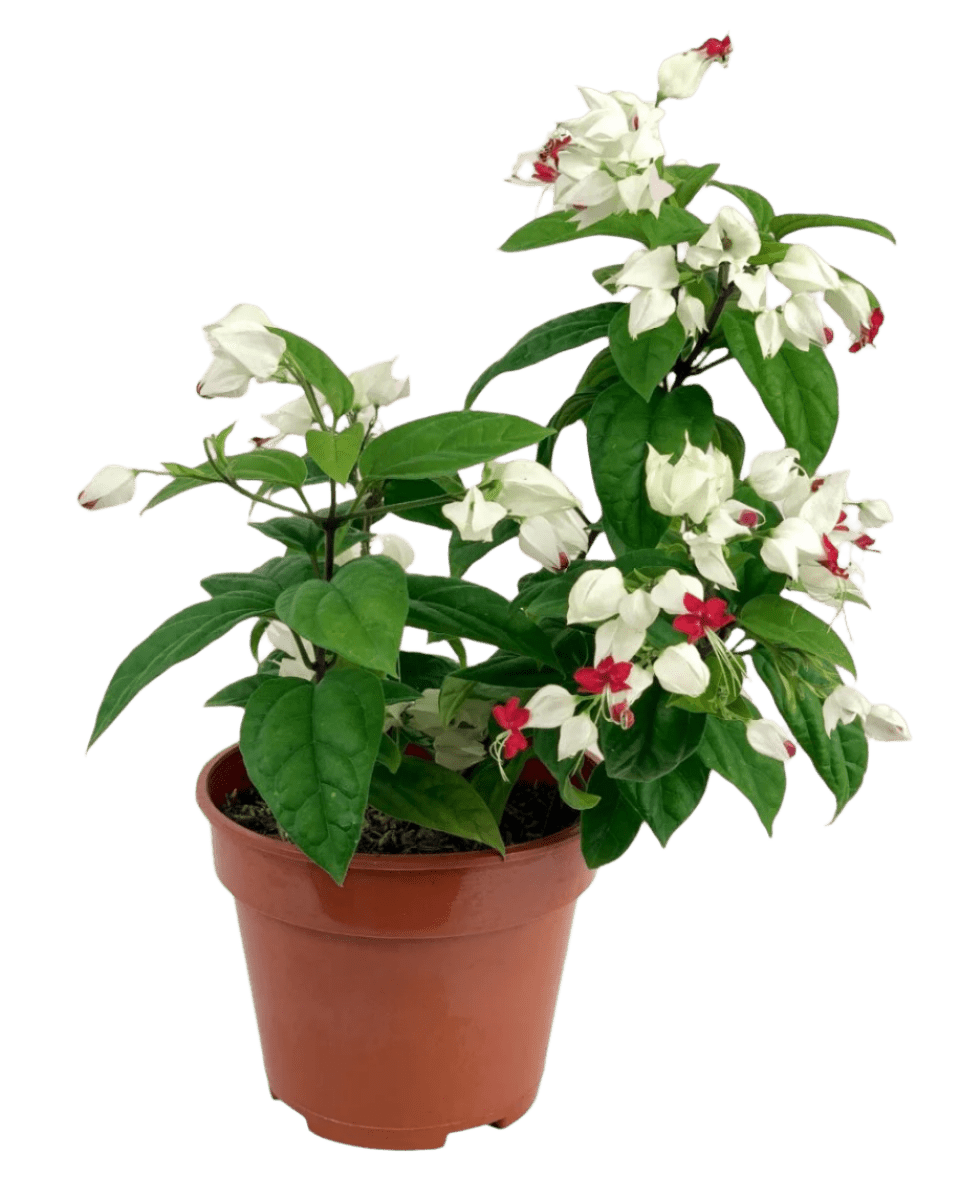 Clerodendrum Batik - Potted plant - GIFT - CLER - GRW - 4637 - Tumbleweed Plants - Online Plant Delivery Singapore