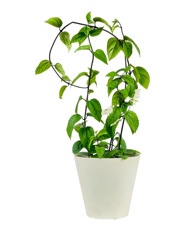 Clerondendrum Batik (0.6m) - grow pot - Potted plant - Tumbleweed Plants - Online Plant Delivery Singapore