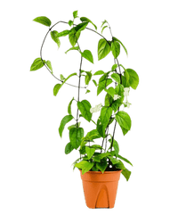 Clerondendrum Batik (0.6m) - Potted plant - POTT - CLER - GRW - 6338 - Tumbleweed Plants - Online Plant Delivery Singapore