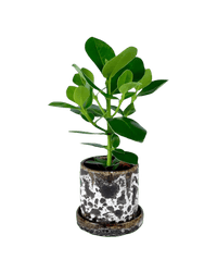 Clusia Rosea - Potted plant - POTT - CLUS - BRW - 2705 - Tumbleweed Plants - Online Plant Delivery Singapore