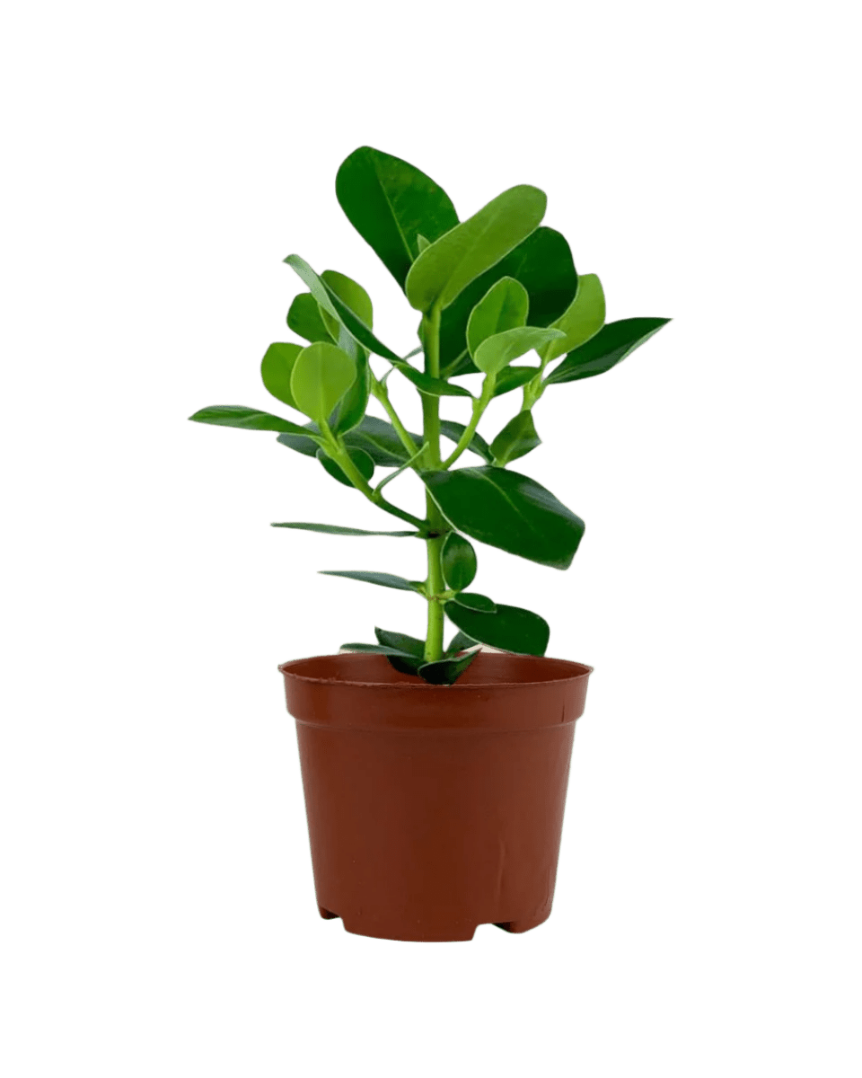 Clusia Rosea - Potted plant - POTT - CLUS - GRW - 4004 - Tumbleweed Plants - Online Plant Delivery Singapore