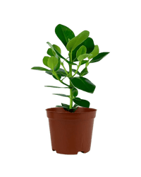 Clusia Rosea - Potted plant - POTT - CLUS - GRW - 4004 - Tumbleweed Plants - Online Plant Delivery Singapore