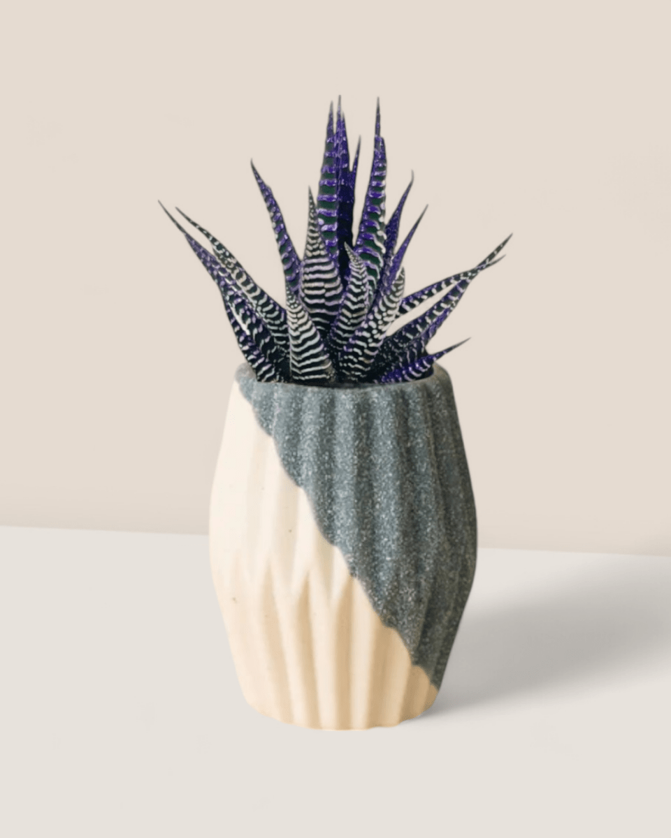 Colored Zebra Plant - grow pot - Potted plant - Tumbleweed Plants - Online Plant Delivery Singapore