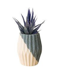 Colored Zebra Plant - grow pot - Potted plant - Tumbleweed Plants - Online Plant Delivery Singapore