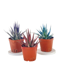 Colored Zebra Plant - Potted plant - Tumbleweed Plants - Online Plant Delivery Singapore