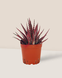 Colored Zebra Plant - red - Potted plant - Tumbleweed Plants - Online Plant Delivery Singapore