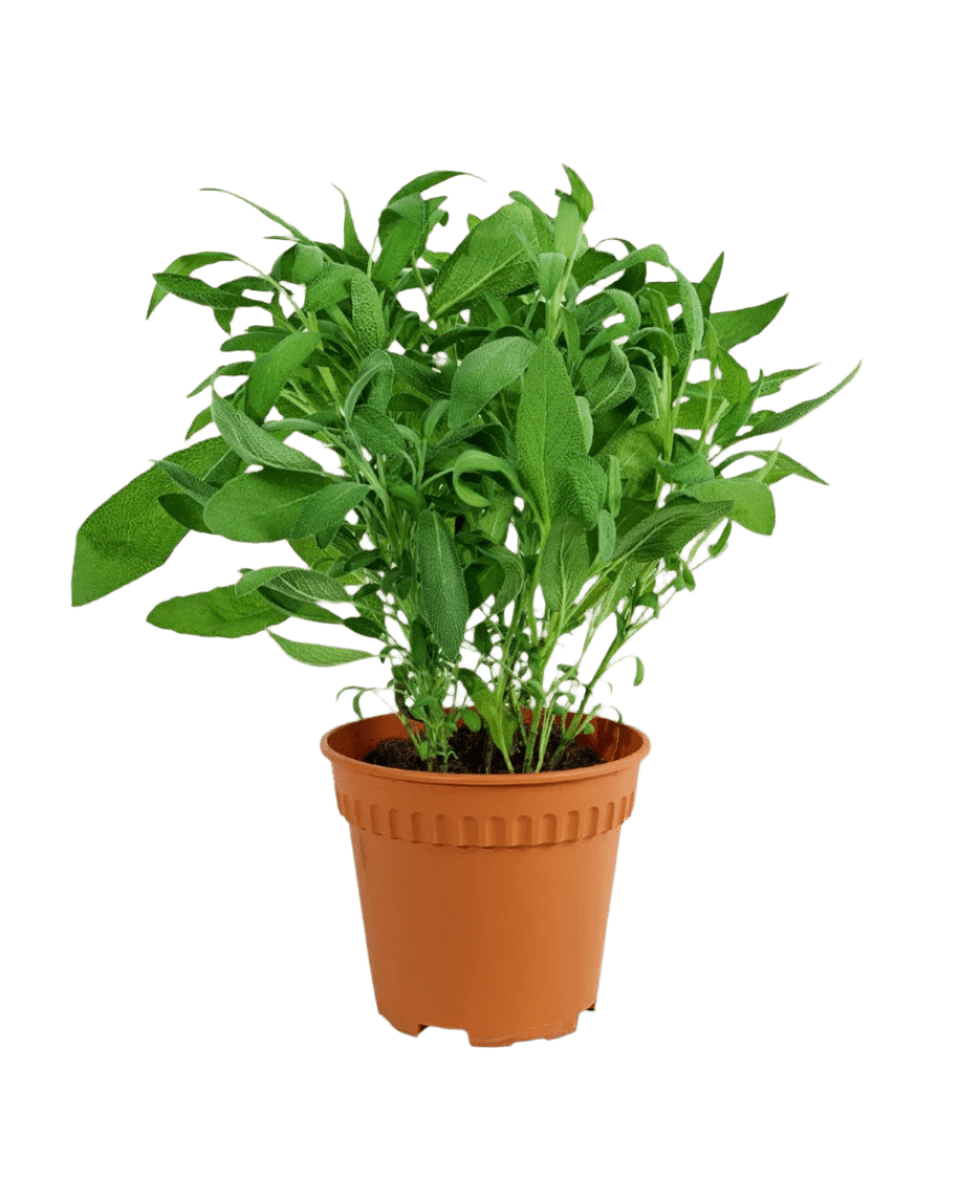 Common Sage - Salvia Officinalis - Potted plant - POTT - COMM - GRW - 3596 - Tumbleweed Plants - Online Plant Delivery Singapore