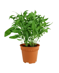 Common Sage - Salvia Officinalis - Potted plant - POTT - COMM - GRW - 3596 - Tumbleweed Plants - Online Plant Delivery Singapore