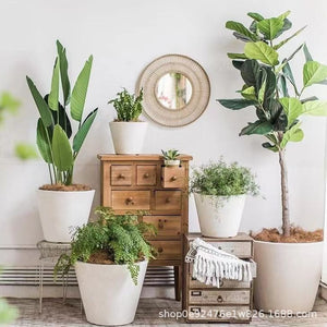 Cone Planter - Planter - 5400878841656 - Tumbleweed Plants - Online Plant Delivery Singapore