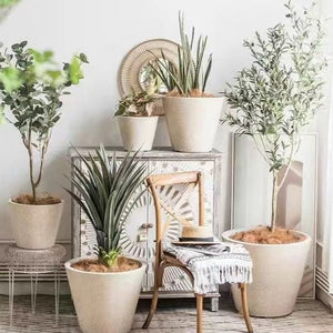 Cone Planter - Planter - 5400878841656 - Tumbleweed Plants - Online Plant Delivery Singapore