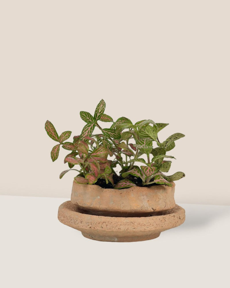 Coral Stone Ceramic Planter - short - Pots - Tumbleweed Plants - Online Plant Delivery Singapore