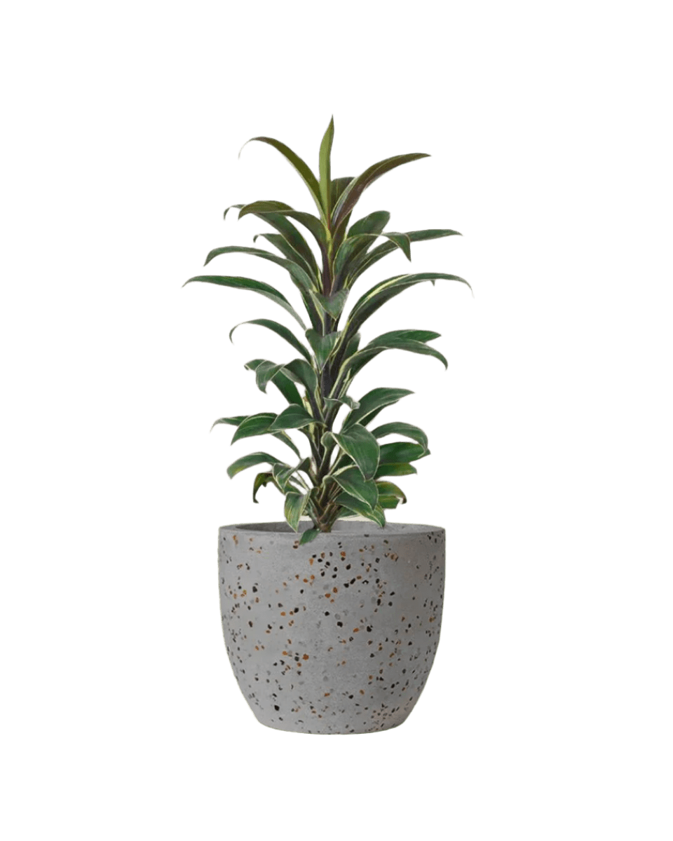 Cordyline 'Chocolate Queen' paired with egg pot - small/grey