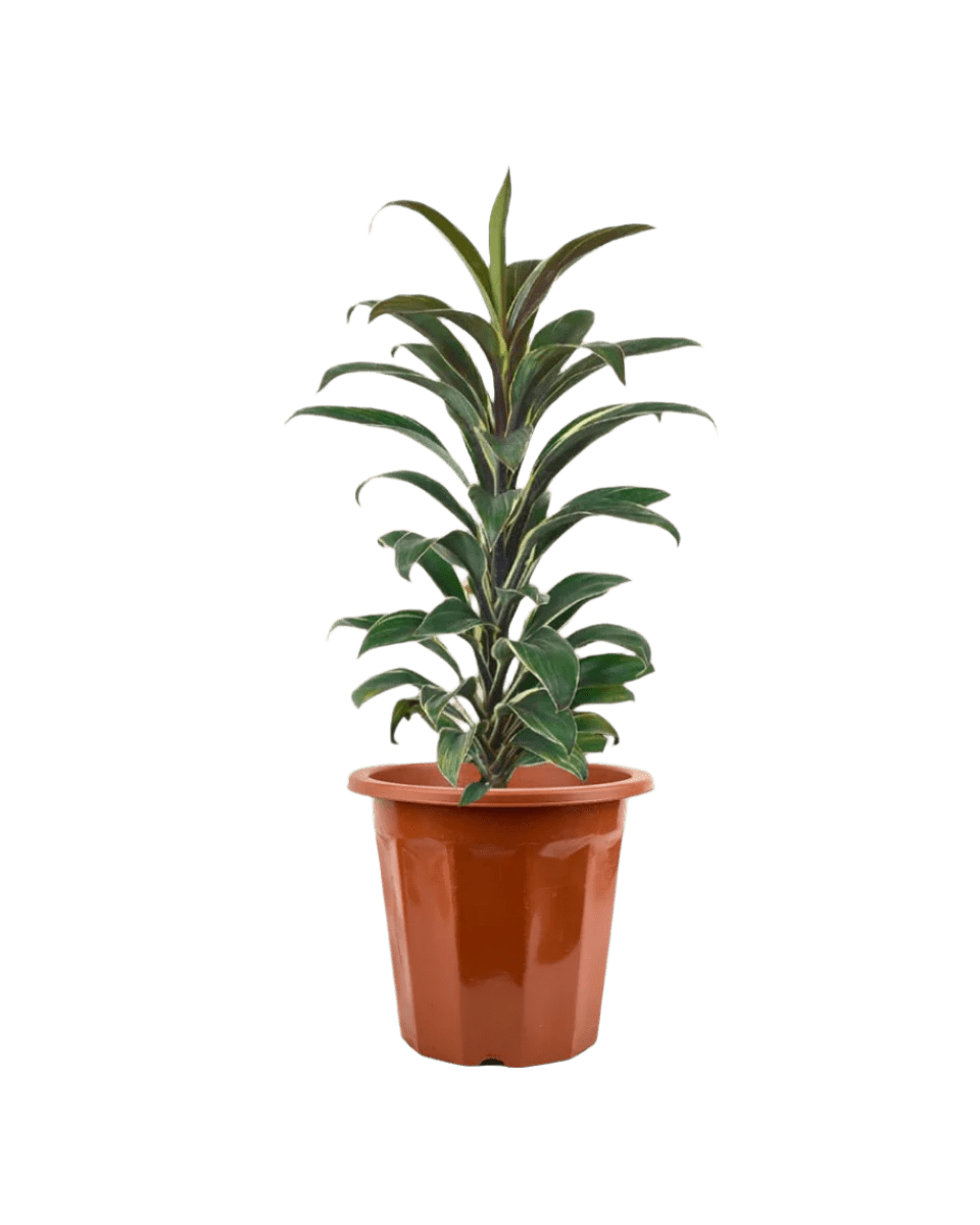 Cordyline 'Chocolate Queen' - Potted plant - JUST - CORD - GRW - 2815 - Tumbleweed Plants - Online Plant Delivery Singapore