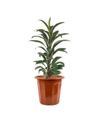 Cordyline 'Chocolate Queen' - Potted plant - JUST - CORD - GRW - 2815 - Tumbleweed Plants - Online Plant Delivery Singapore