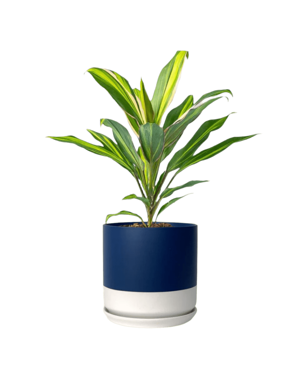 blue white two tone pot