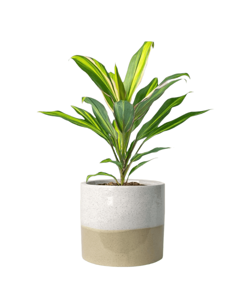 cream two tone planter