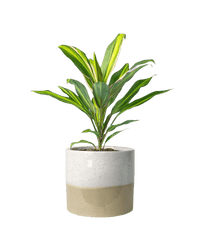 Cordyline Kiwi - Potted plant - POTT - CORD - CRM - 3931 - Tumbleweed Plants - Online Plant Delivery Singapore