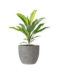 Cordyline Kiwi - Potted plant - JUST - CORD - TRR - 2368 - Tumbleweed Plants - Online Plant Delivery Singapore