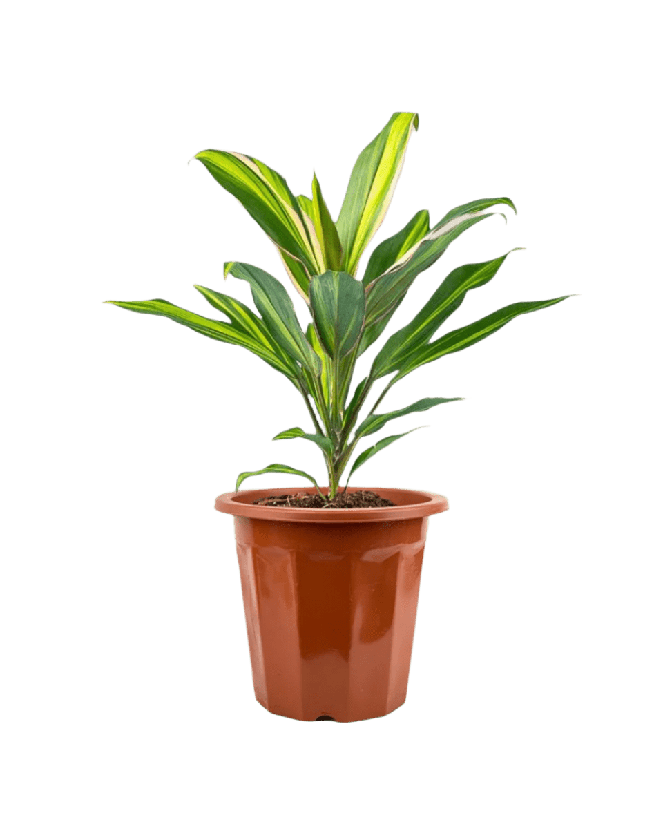 Cordyline Kiwi - Potted plant - JUST - CORD - GRW - 2369 - Tumbleweed Plants - Online Plant Delivery Singapore