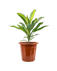 Cordyline Kiwi - Potted plant - JUST - CORD - GRW - 2369 - Tumbleweed Plants - Online Plant Delivery Singapore