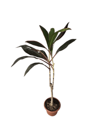 Cordyline Red Sister - Potted plant - POTT - CORD - GRW - 6665 - Tumbleweed Plants - Online Plant Delivery Singapore