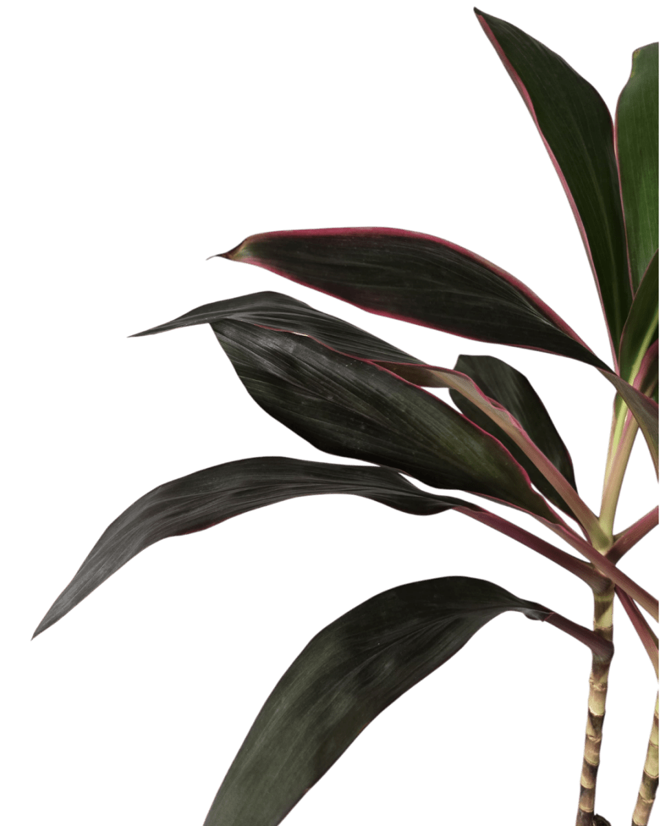 Cordyline Red Sister - Potted plant - POTT - CORD - GRW - 6665 - Tumbleweed Plants - Online Plant Delivery Singapore