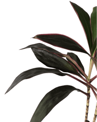 Cordyline Red Sister - Potted plant - POTT - CORD - GRW - 6665 - Tumbleweed Plants - Online Plant Delivery Singapore