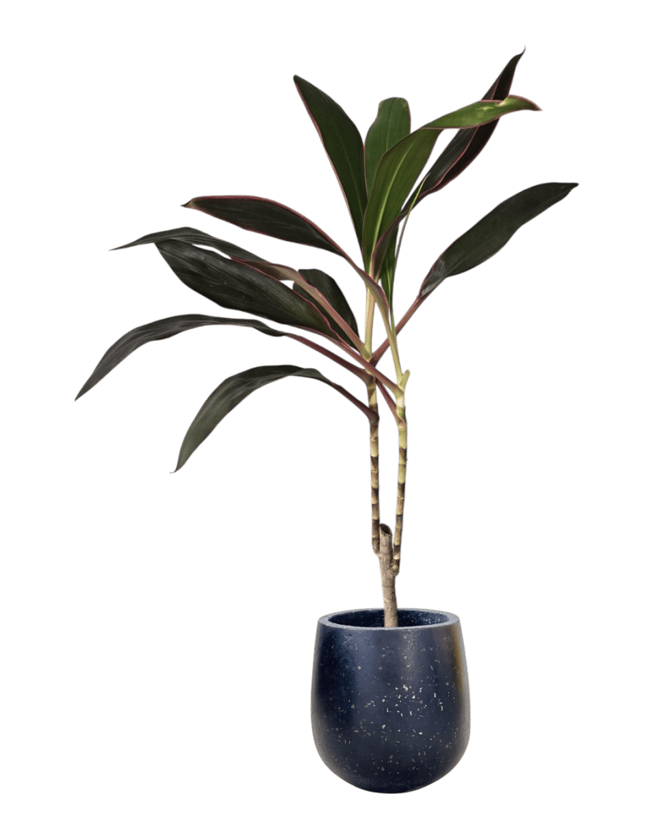Cordyline Red Sister - Potted plant - POTT - CORD - GRW - 6665 - Tumbleweed Plants - Online Plant Delivery Singapore
