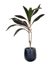 Cordyline Red Sister - Potted plant - POTT - CORD - GRW - 6665 - Tumbleweed Plants - Online Plant Delivery Singapore