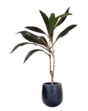 Cordyline Red Sister - Potted plant - POTT - CORD - GRW - 6665 - Tumbleweed Plants - Online Plant Delivery Singapore