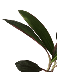 Cordyline Red Sister - Potted plant - POTT - CORD - GRW - 6665 - Tumbleweed Plants - Online Plant Delivery Singapore