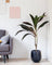 Cordyline Red Sister