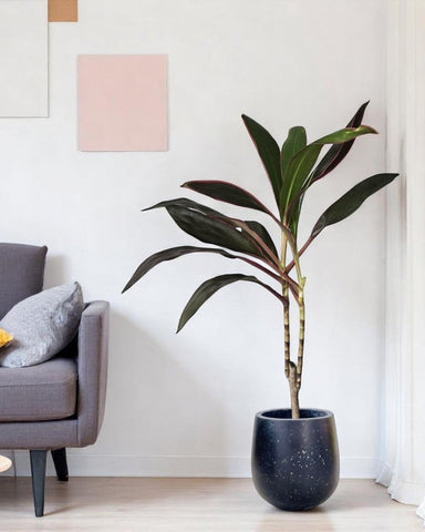 Cordyline Red Sister