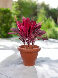 Cordyline Red Sister - Potted plant - POTT - CORD - GRW - 6665 - Tumbleweed Plants - Online Plant Delivery Singapore