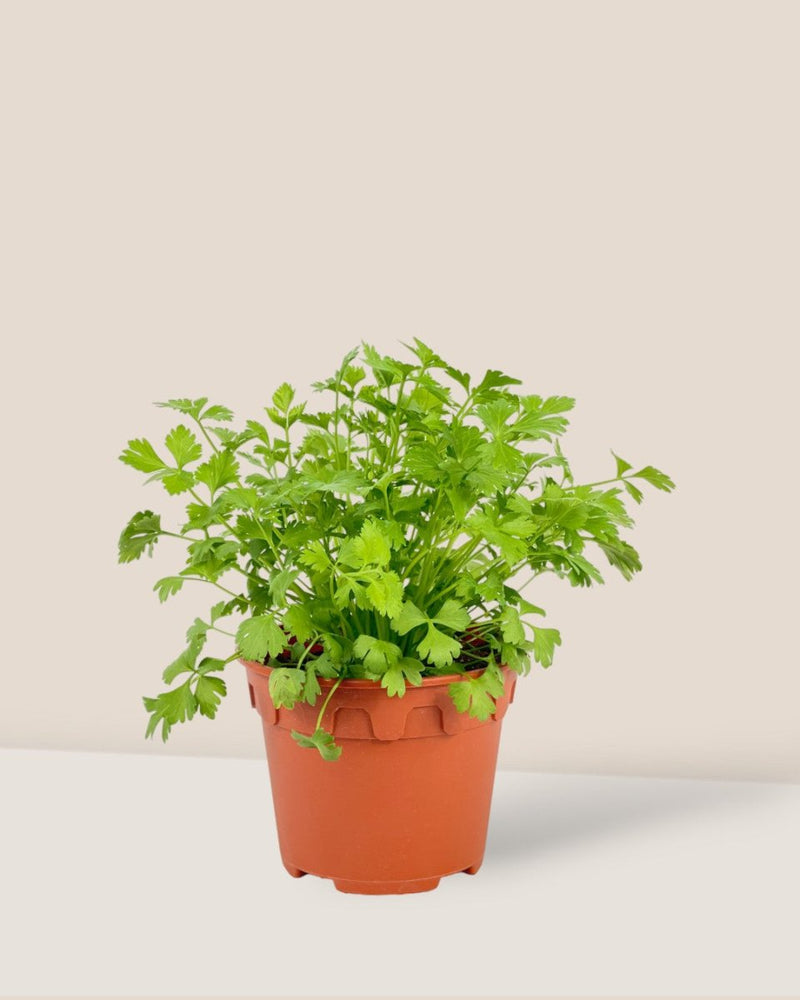 Coriander Plant - grow pot - Potted plant - Tumbleweed Plants - Online Plant Delivery Singapore