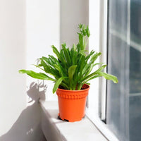 Coriander Plant