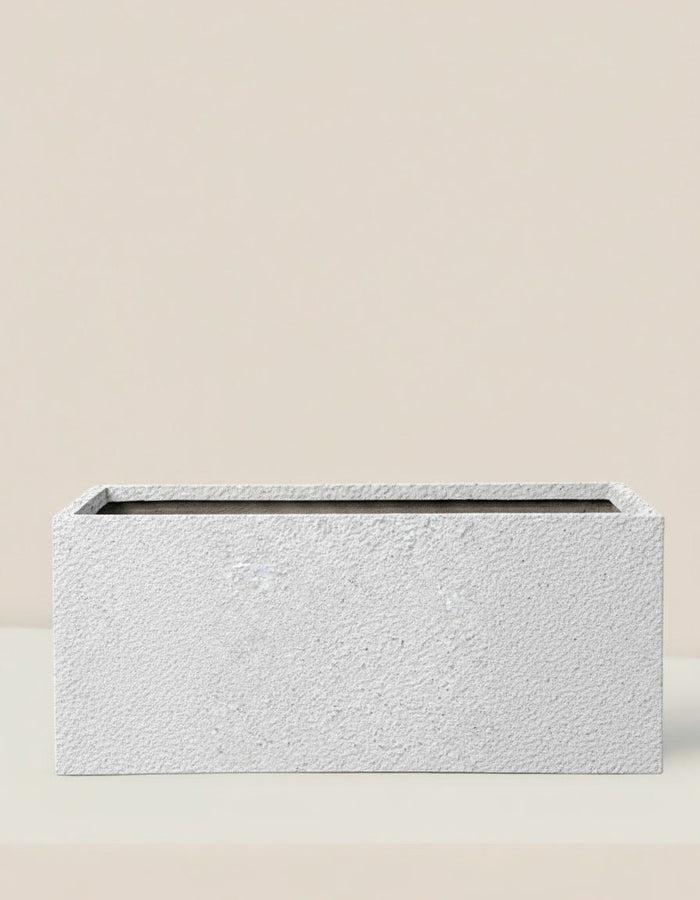COSMOS Planter Box - Planter - PLAN - MARI - GLX - 6720 - Tumbleweed Plants - Online Plant Delivery Singapore