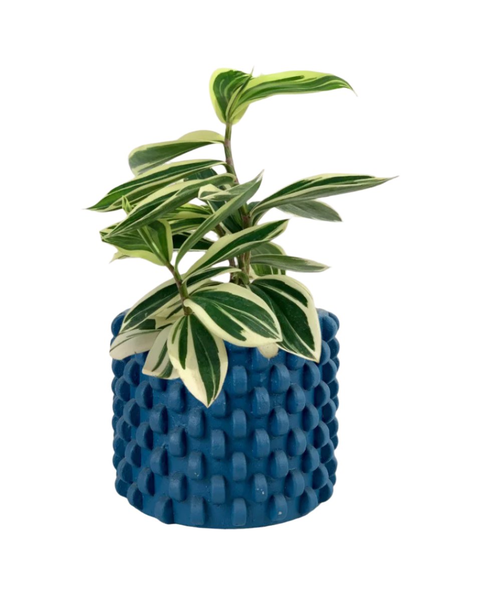 Costus Arabicus Variegata - carter planters - large - Potted plant - Tumbleweed Plants - Online Plant Delivery Singapore