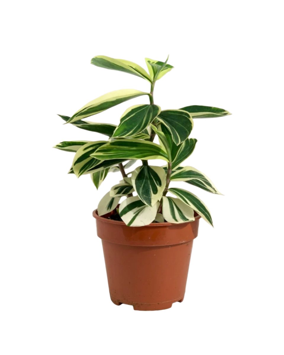 Costus Arabicus Variegata - grow pot - Potted plant - Tumbleweed Plants - Online Plant Delivery Singapore