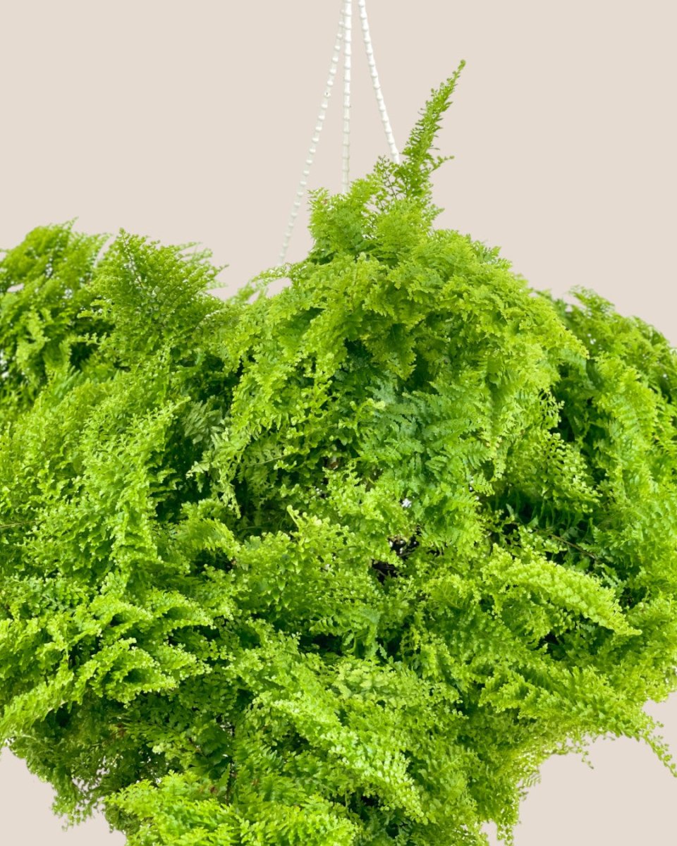 Cotton Candy Fern Plant - grow pot - Potted plant - Tumbleweed Plants - Online Plant Delivery Singapore
