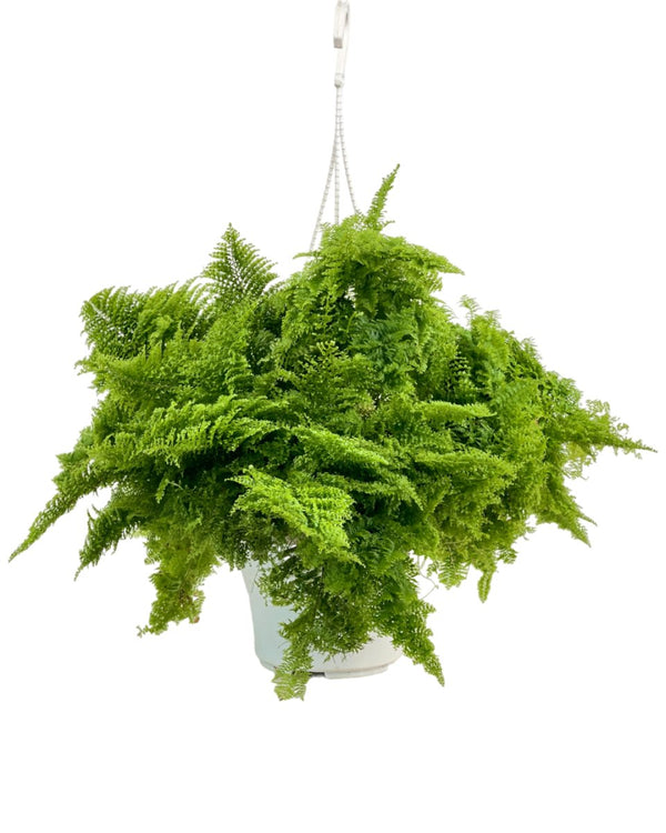 Cotton Candy Fern Plant - grow pot - Potted plant - Tumbleweed Plants - Online Plant Delivery Singapore