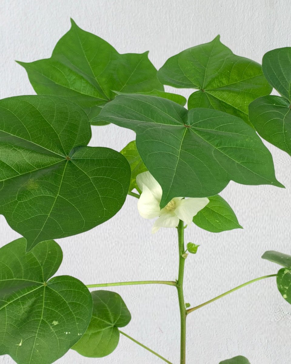 Cotton Plant (0.7m) - grow pot - Potted plant - Tumbleweed Plants - Online Plant Delivery Singapore