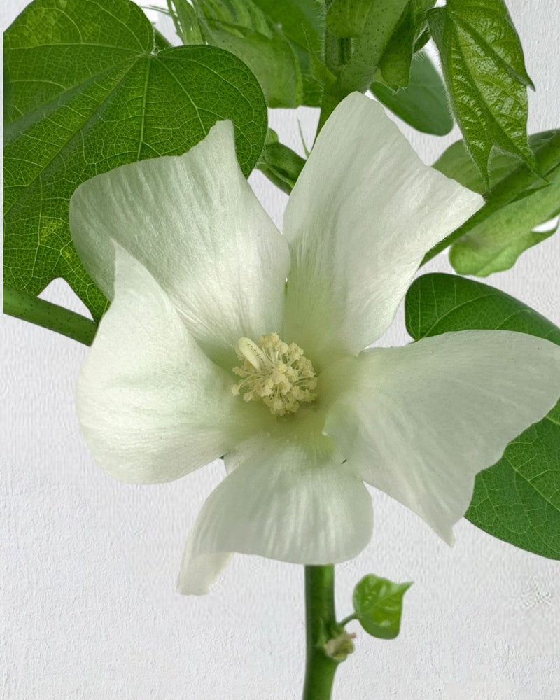 Cotton Plant (0.7m) - grow pot - Potted plant - Tumbleweed Plants - Online Plant Delivery Singapore