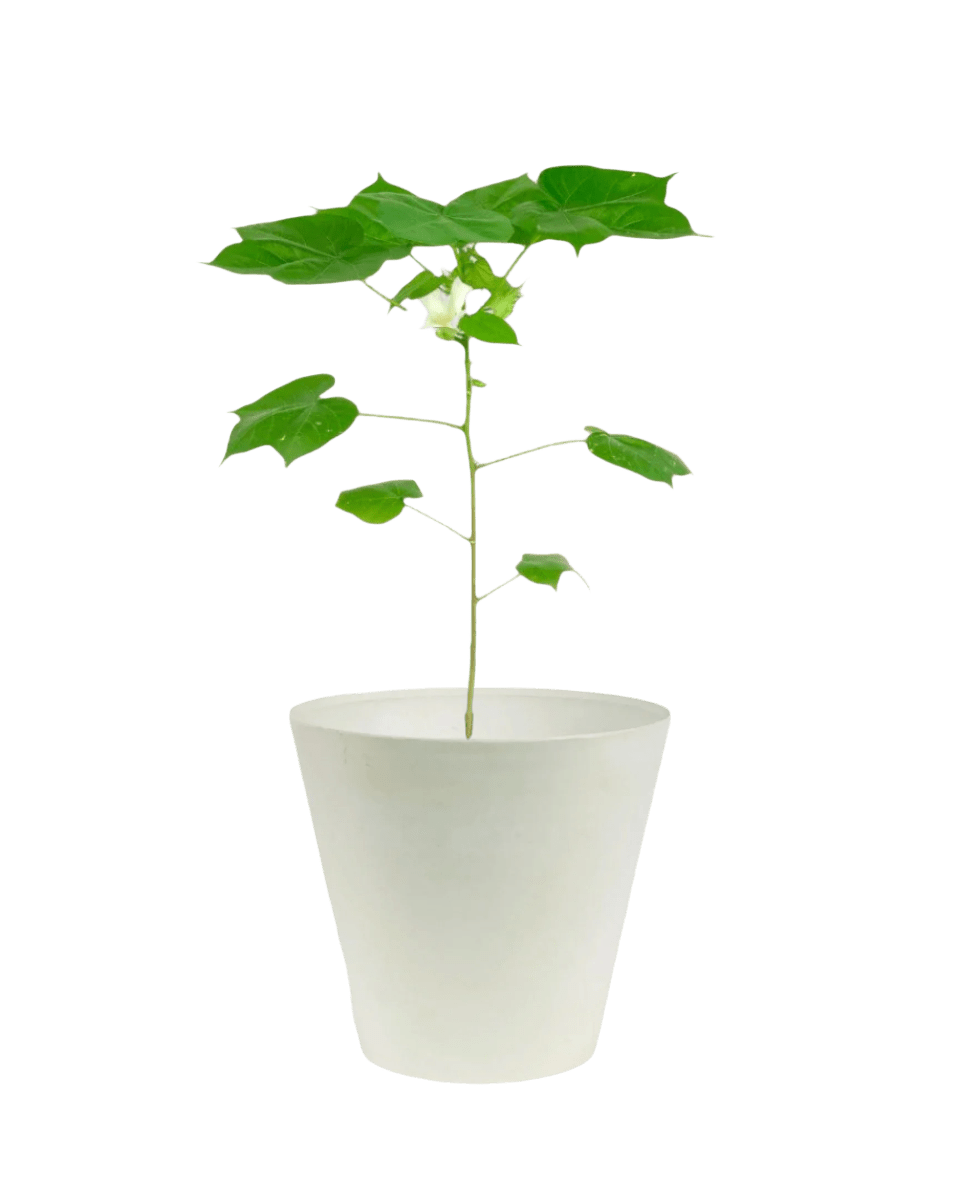 Cotton Plant - Large - Potted plant - POTT - SMAL - 5499 - Tumbleweed Plants - Online Plant Delivery Singapore