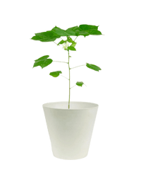 Cotton Plant - Large - Potted plant - POTT - SMAL - 5499 - Tumbleweed Plants - Online Plant Delivery Singapore