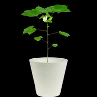 Cotton Plant - Large