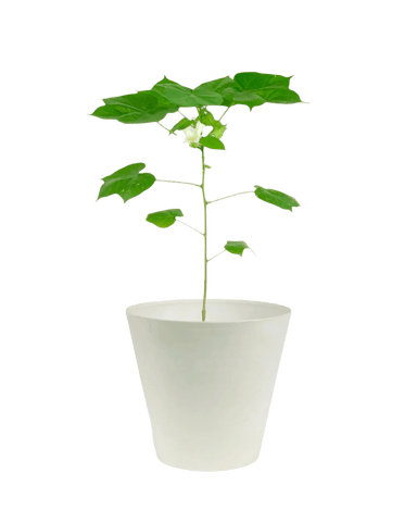 Cotton Plant - Large